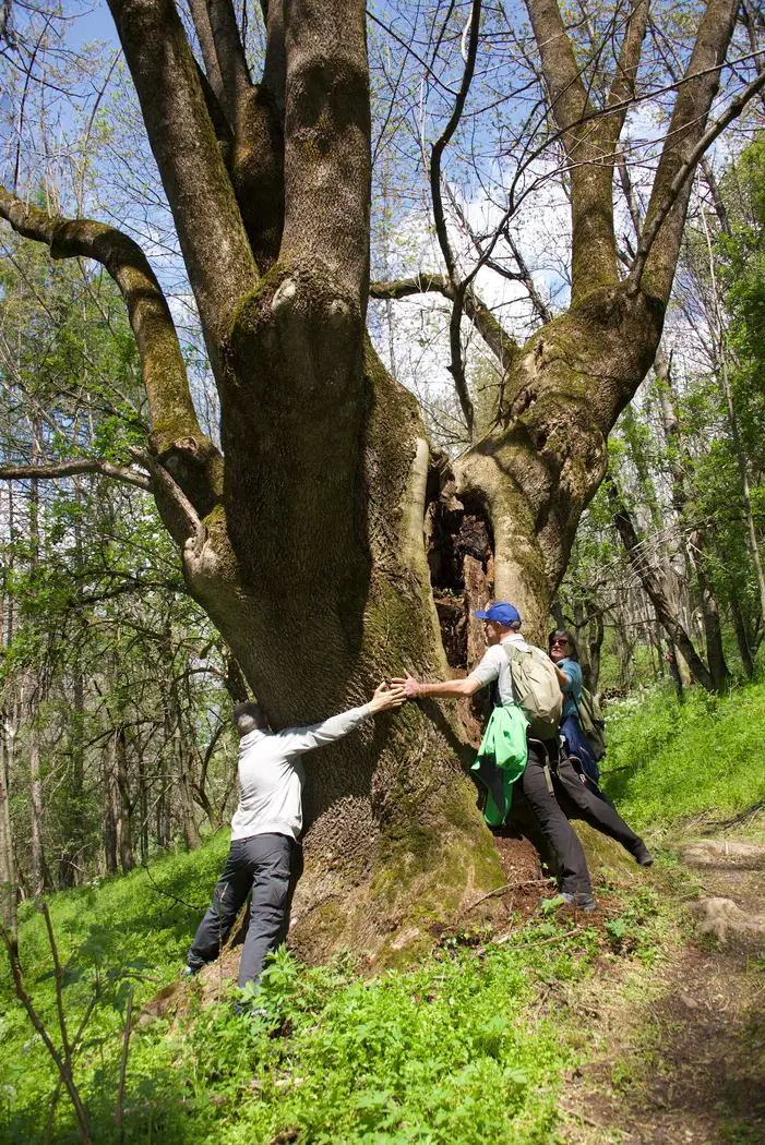 Aperte le iscrizioni per  il “Laboratorio di terapia forestale” per giovani previsto nel progetto Riattivamenti: mestieri tradizionali e partecipazione giovanile per ridare vita alla Valle Maira